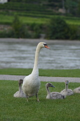 swan family