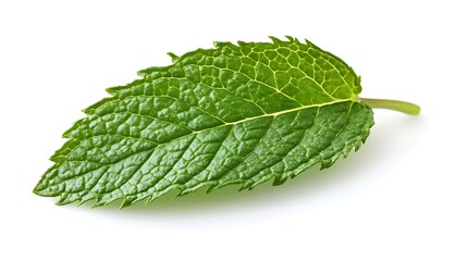 Obraz premium A fresh mint leaf with a gentle curl at the edges, macro details, ultra-HD, isolated on solid white background.