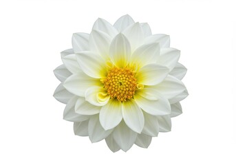Fototapeta premium Daisy flower isolated on white background