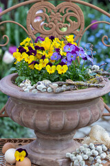 gelbe und lila Hornveilchen (Viola cornuta) in einer Pflanzvase im Fr&uuml;hlingsgarten