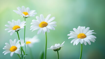 Fototapeta premium A daisy cluster in focus amidst a blurry background