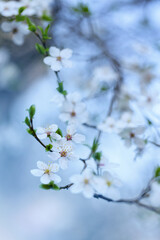 Śliwa tarnina (Prunus spinosa L.), wiosenne tło, tapeta, motyw w kwiaty