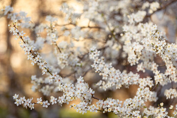 Fototapeta premium Śliwa tarnina (Prunus spinosa L.), wiosenne tło, tapeta, motyw w kwiaty