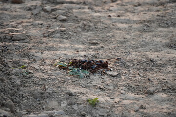 The fly has landed on the dirt lying on the ground