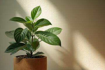 Fototapeta premium vibrant green plant in a cylindrical pot bathed in sunlight