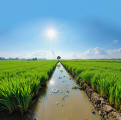 A serene rice field bathed in sunlight, with a narrow creek running through it, surrounded by green crops and a clear blue sky