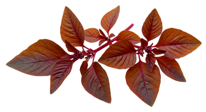 Close up shot of a red amaranth plant with vibrant leaves against a dark black background isolated shot