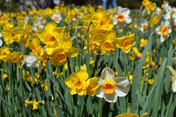 Obraz premium Vibrant daffodils in bloom at Madrid botanical garden. Spring flowers in the rays of the sun