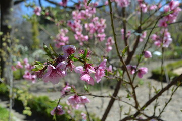 Fototapeta premium Blossoming peach tree - paraguayo - prunus persica in botanical garden, Madrid - nature's spring display