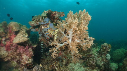 An underwater ecosystem built by colonies of tiny animals 