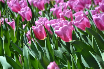 Vibrant tulips in bloom at Madrid botanical garden