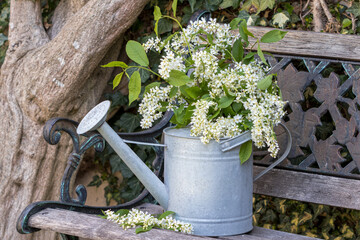 Blumenstrauß mit Gewöhnlicher Traubenkirsche (Prunus padus) in vintage Gießkanne im Garten  © Natalia Greeske