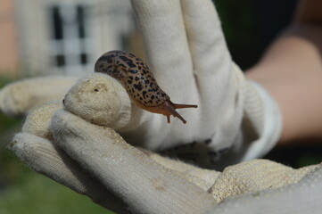 close up of a snail on garden gloves