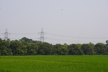 The paddy field beside the mango garden, electricity pylon along with electric wires are also...