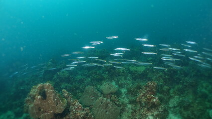 Flock of fishes swimming underwater