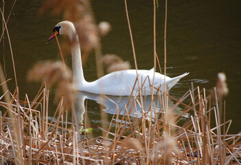 A swan swimming on a lake on a sunny day