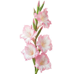 tall stems of pink and white gladiolus with their sword-shaped blooms isolated on a white background