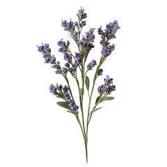 Obraz premium Sprig of Fresh Lavender with Purple Blooms and Green Stems Isolated on White Background