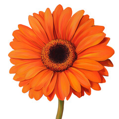Bright Orange Gerbera Daisy with Cheerful Bloom on White Background