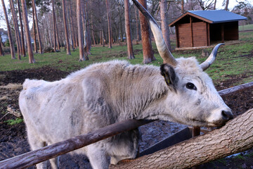 Ungarisches Steppenrind oder Ungarisches Graurind