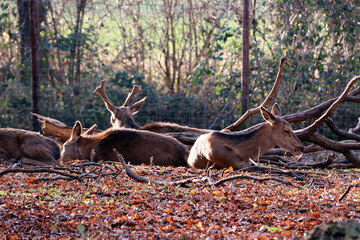 Damhirsch (Dama dama) oder Damwild im Tierpark