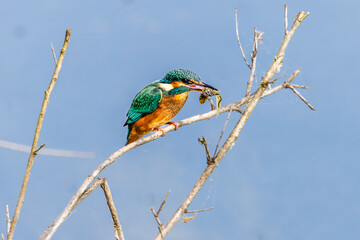 Eisvogel 15