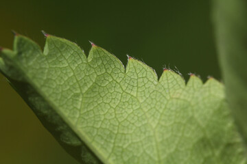 Blooming Lady's mantle ( Alchemilla cf. glabra ), close-up of a green serrate leaf underside with hairs on the edge