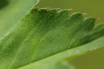 Blooming Lady's mantle ( Alchemilla cf. glabra ), close-up of a green serrate leaf with hairs on the edge