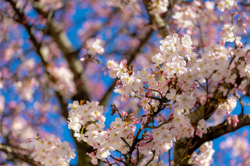 Selective focus of white pink Cherry blossoms blooming on the tree, Sakura flowers in early spring season, The flower of trees in Prunus subgenus Cerasus, Nature background, Abstract floral wallpaper.