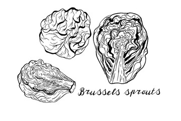 Brussels sprouts. Vegetables. Hand drawn vector set  isolated sketch.