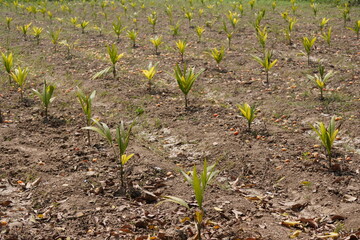 The areca nut plants are planted in the agricultural field