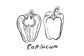 Capsicum. Vegetables. Hand drawn vector set  isolated sketch.