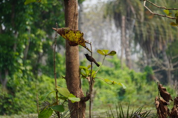 An eastern whipbird is perched on a young teak plant with a blurry background