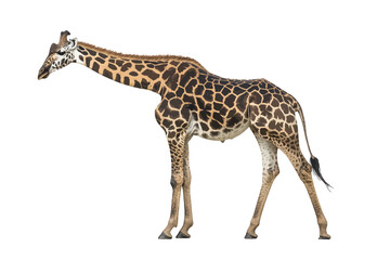 Fototapeta premium Giraffe in Profile: Capturing the elegance and unique beauty of a giraffe in profile, showcasing its distinctive spotted pattern, long neck, and towering height