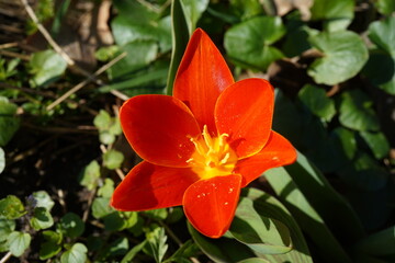 close-up image of red wild tulip