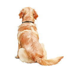 a watercolor golden retriever sitting from back view Isolated on a white background Ar 23