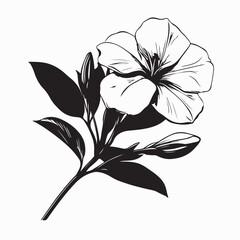 Oleander Vector Images. Black and white Oleander Vector Images on white background.