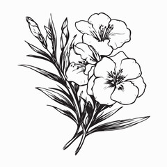 Oleander Vector Images. Black and white Oleander Vector Images on white background.