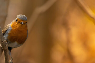 Red robin (Erithacus rubecula) garden on bright background