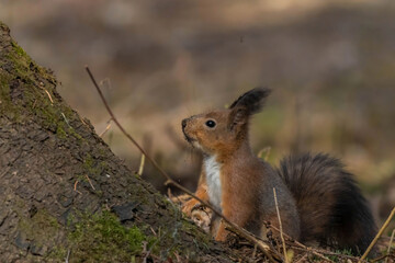 Portrait of wild red squirrel on tree trunk.