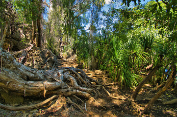 Giant tree roots in the monsoonal tropical rainforest of Elsey National Park, Mataranka, Northern...