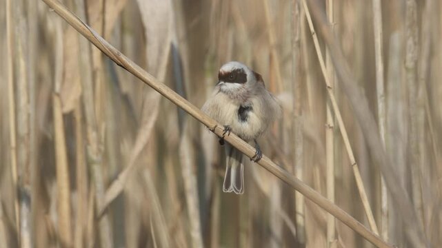  A close-up Eurasian penduline tit sits on the dry reed and cleans its feathers, and calls toward the camera lens on a sunny spring day.