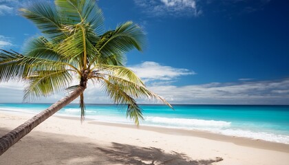 Obraz premium palm on the beach