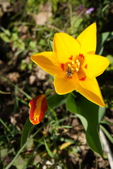 yellow wild tulip with wild bee