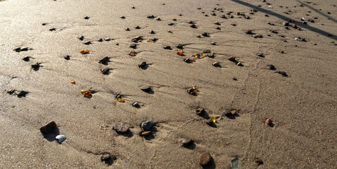 Amber stones on sea coast. Amber gems search on Baltic sea shore, fossilized tree resin crystals on sand