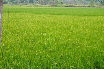 Obraz premium paddy of rice plants are growing on agriculture field