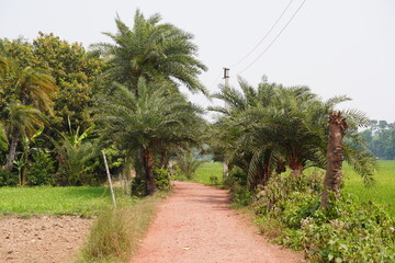 Obraz premium The date palm trees are planted in the both edges of the dirt road