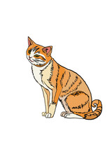 Cat Illustration hand drawn art png digital art 