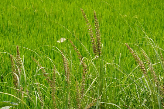 The seed heads of the Desmostachya bipinnata, also known as halfa grass or kusha grass