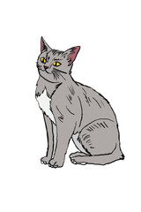Cat Illustration hand drawn art png digital art 